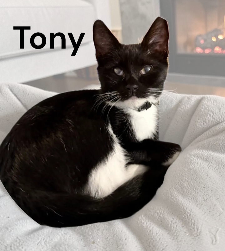 Tony