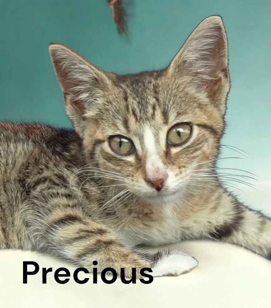 Precious - Tabby