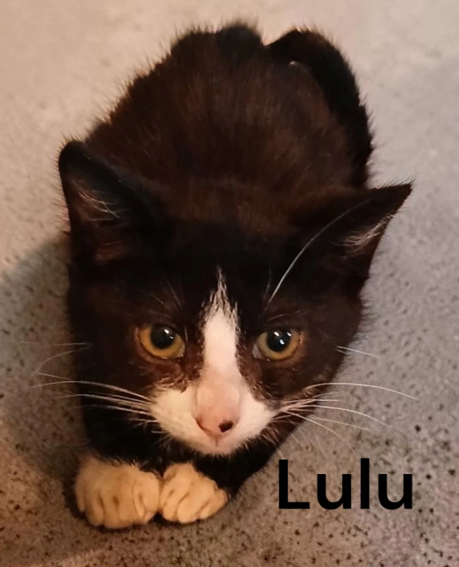 Lulu