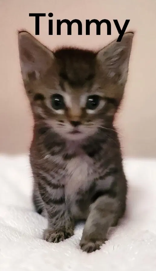 Timmy image 4