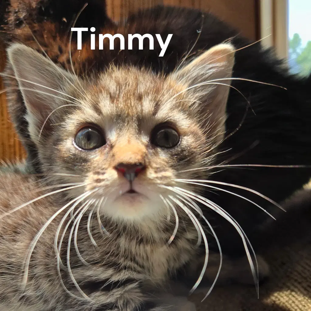 Timmy image 3
