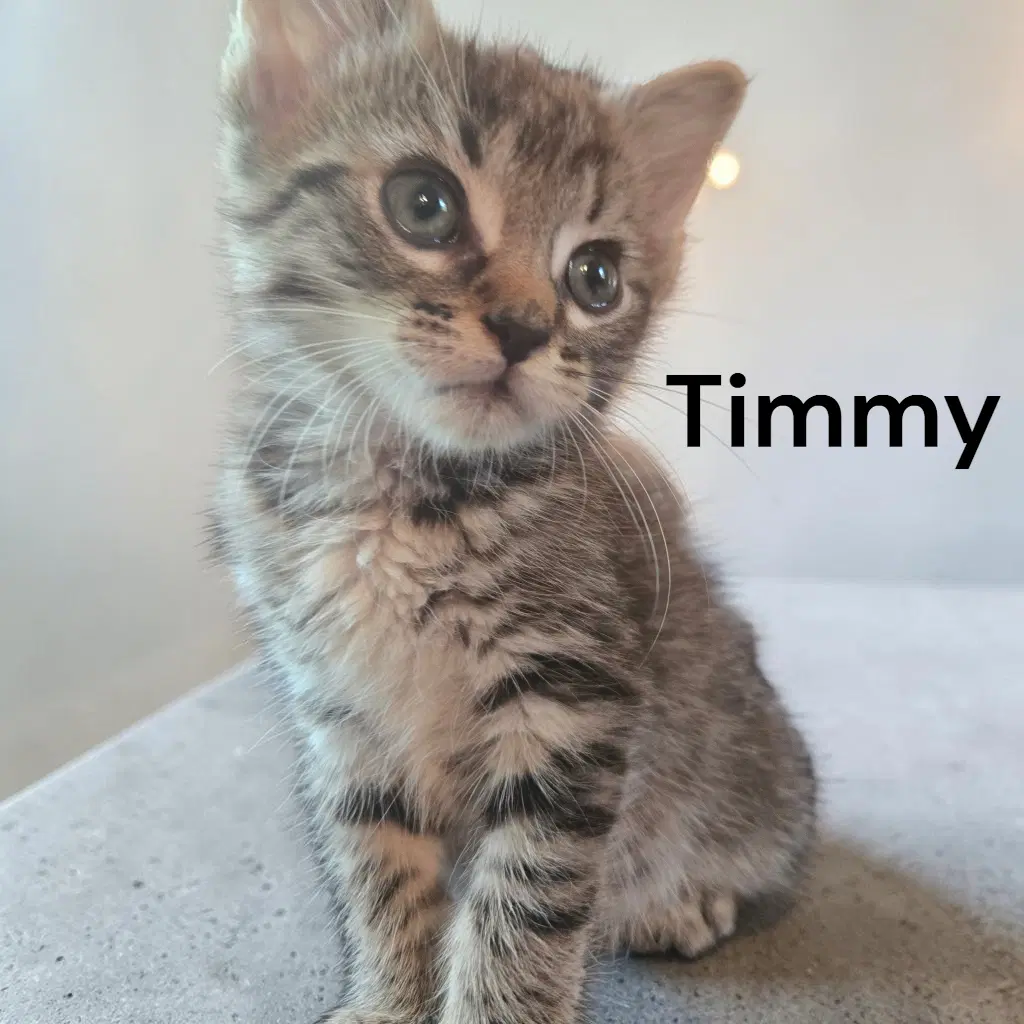 Timmy image 2