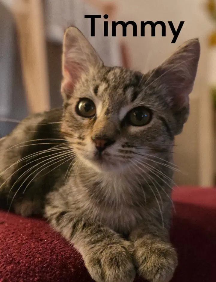 Timmy - Tabby