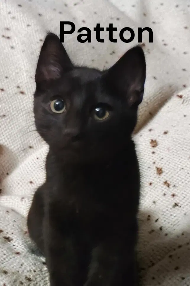 Patton - Domestic Short Hair
