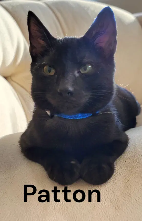 Patton - Domestic Short Hair