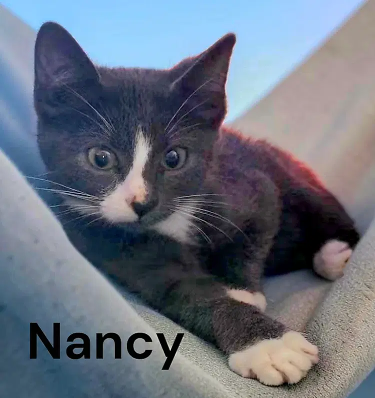Nancy - Domestic Short Hair