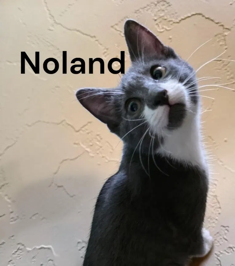 Noland image 2