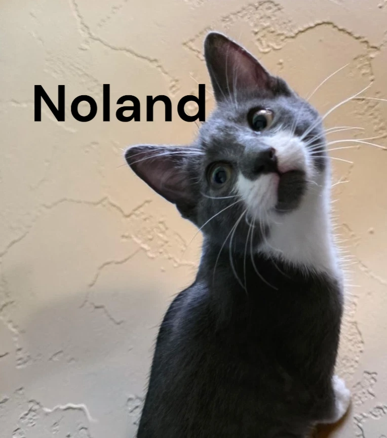 Noland