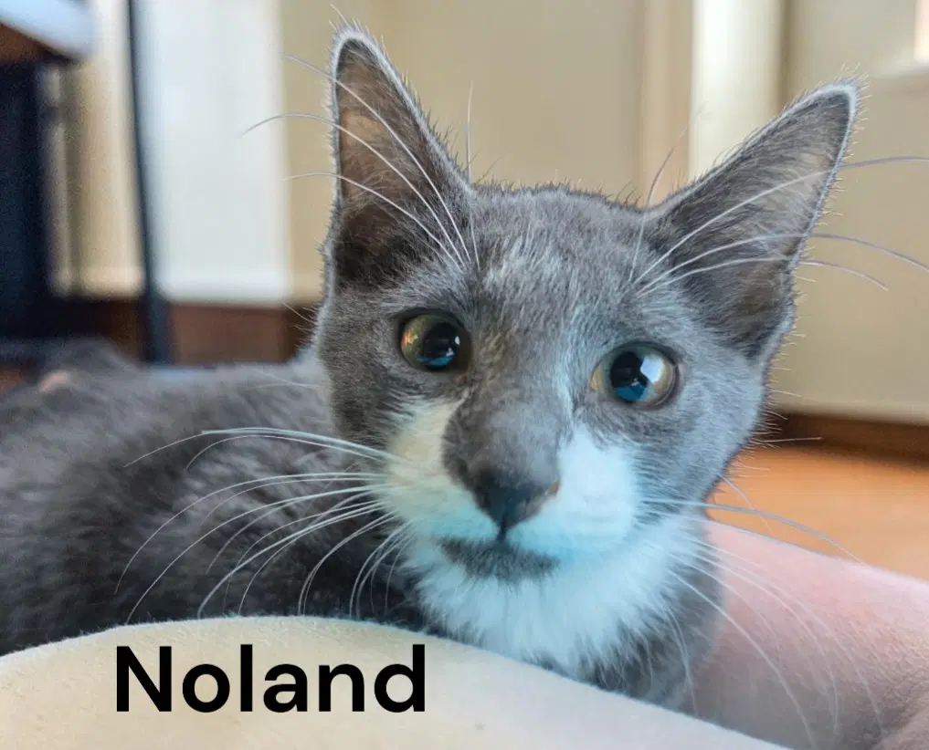 Noland - Domestic Short Hair