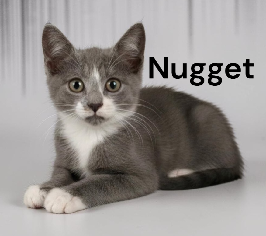 Nugget, Domestic Short Hair
