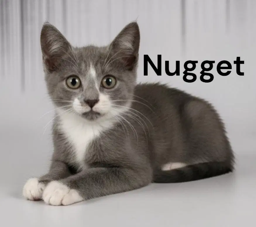Nugget - Domestic Short Hair