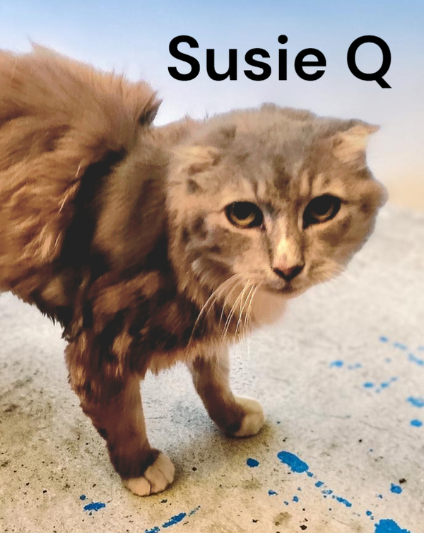 Suzie Q
