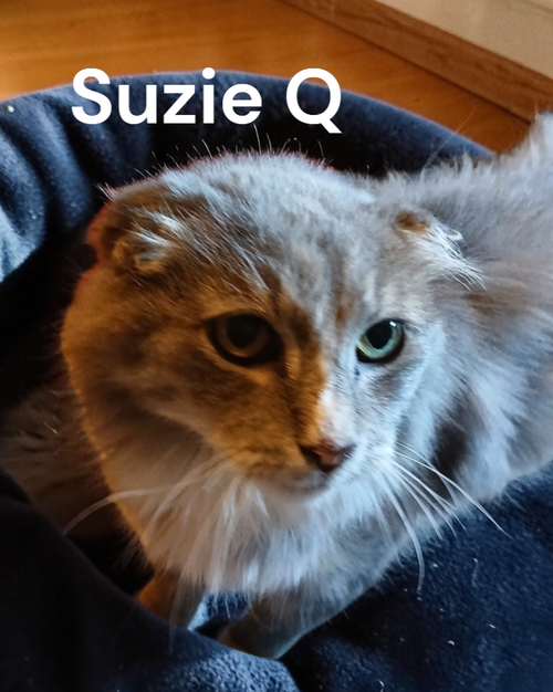 Photo 4 of Suzie Q