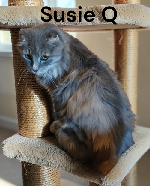 Photo 3 of Suzie Q