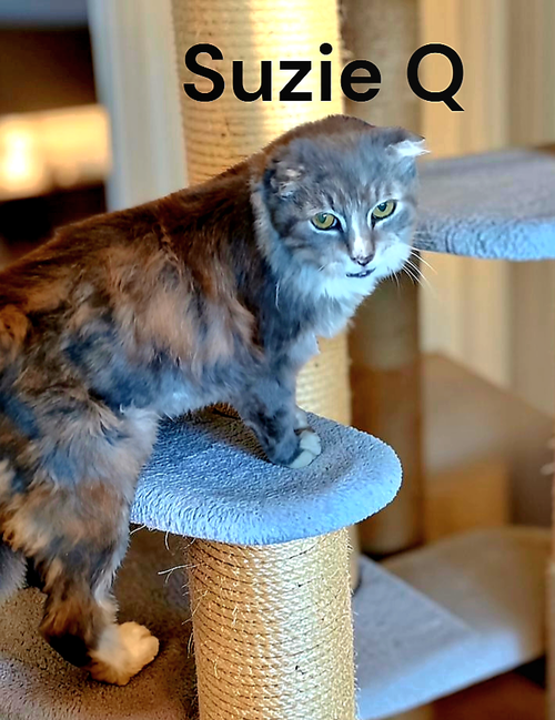 Photo 2 of Suzie Q