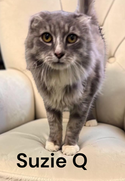 Suzie Q, a cat for adoption from Garfield's Rescue, Inc.