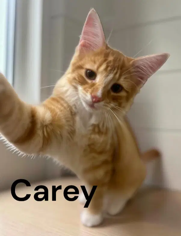 Carey - Tabby