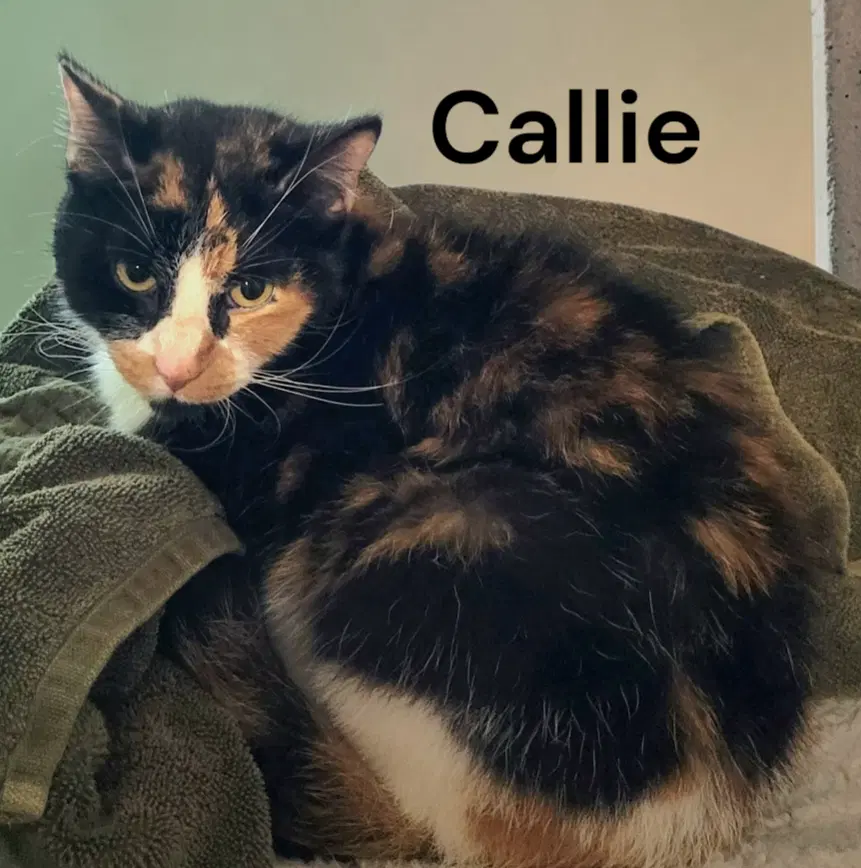 Callie - Calico