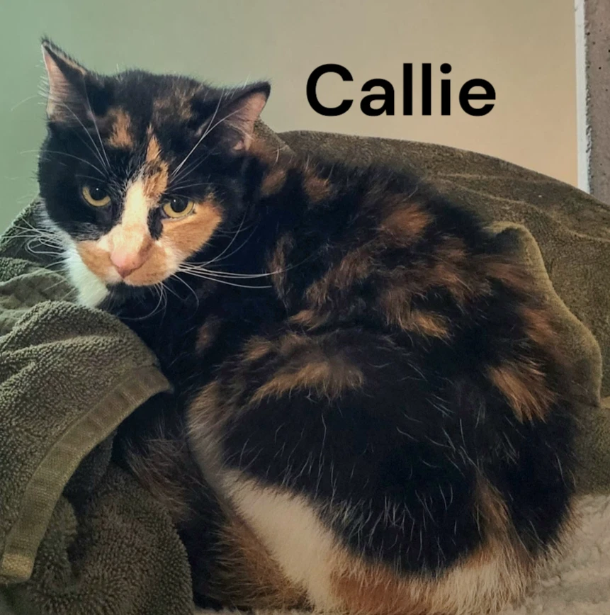 Callie