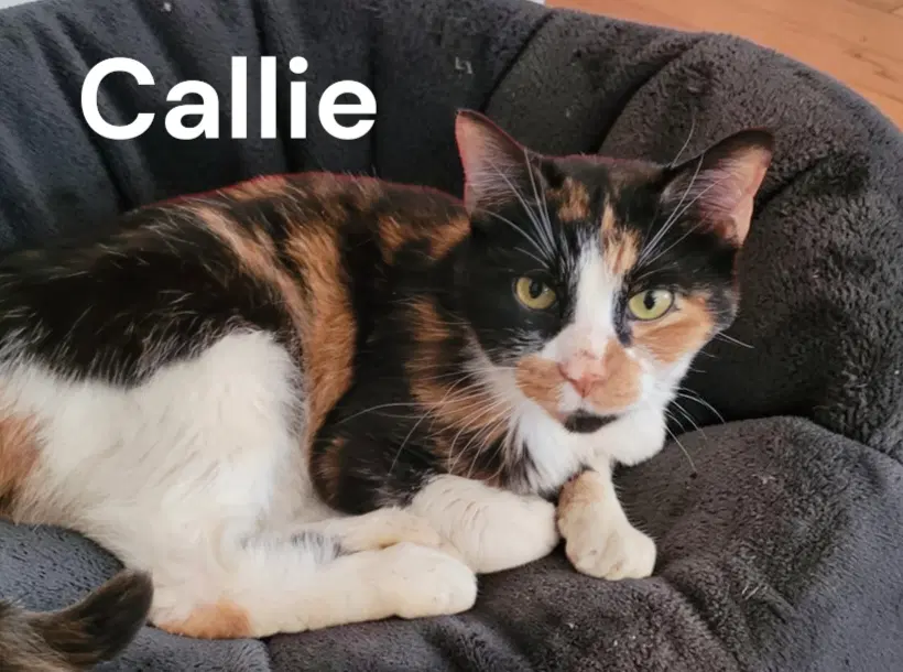 Callie image 2