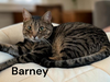 Barney