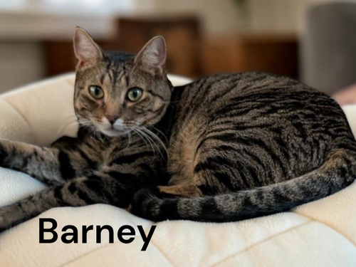Barney