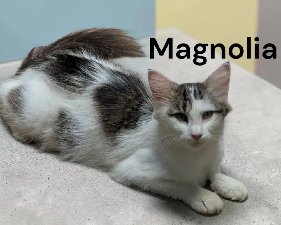 Magnolia - Domestic Medium Hair