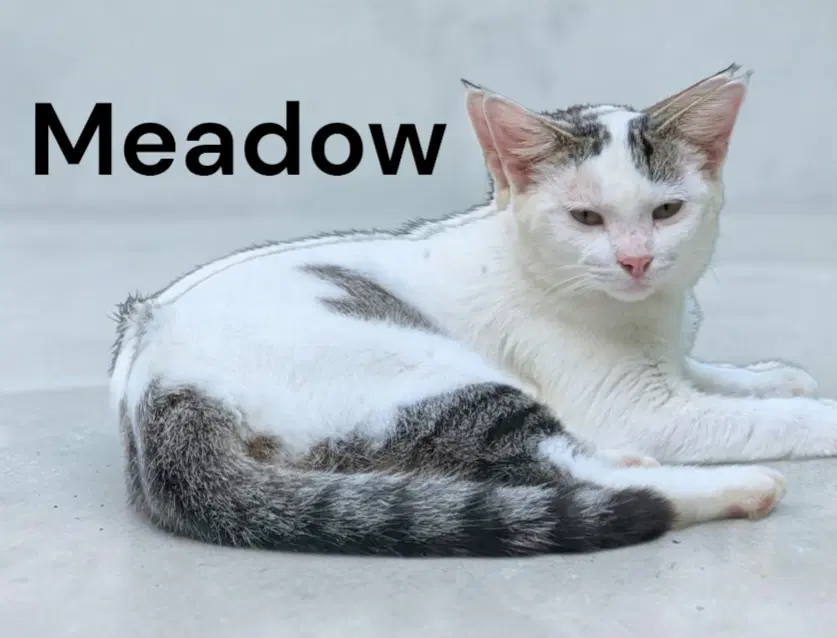 Meadow - Domestic Short Hair