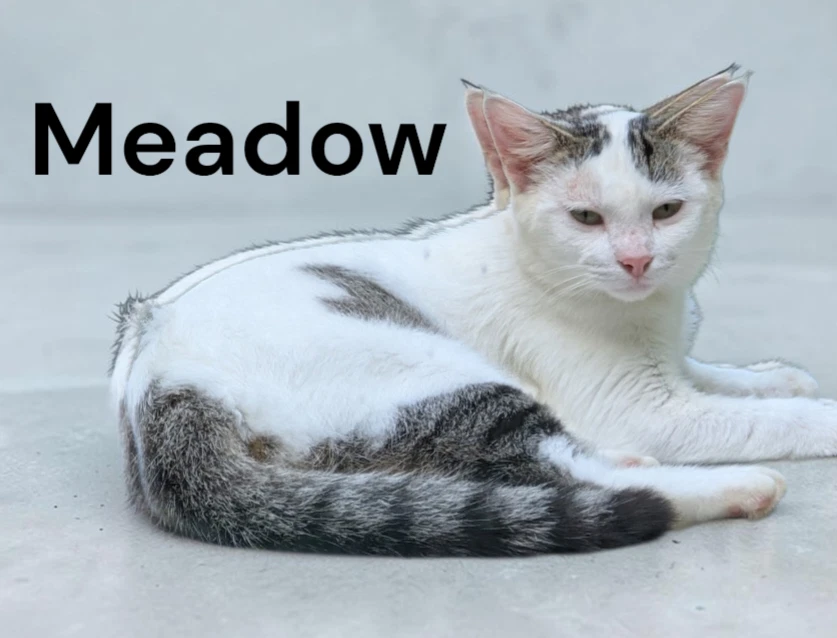 Meadow
