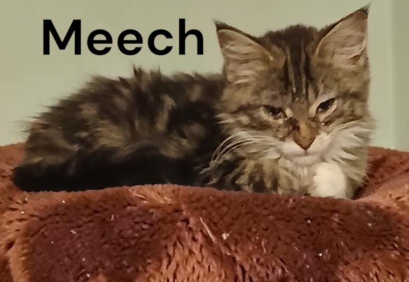 Meech, photo 2