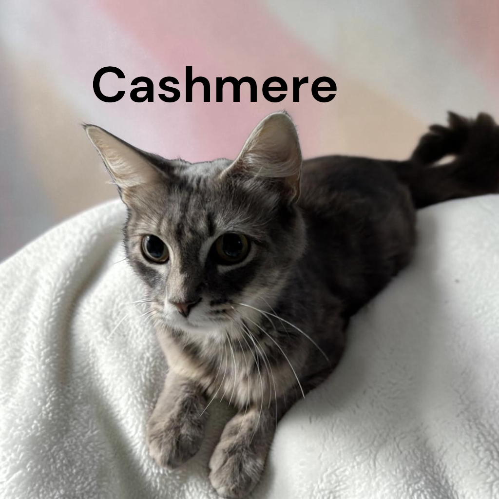 Cashmere, photo 2