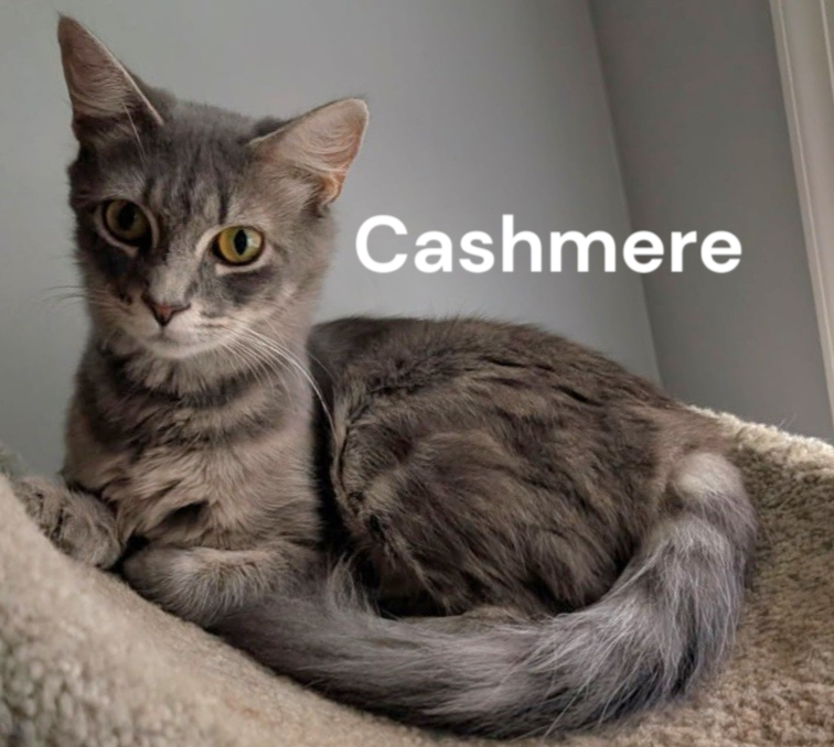 Cashmere, Tabby