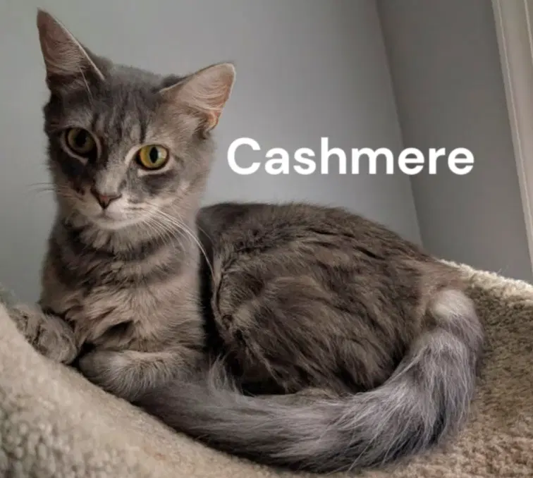 Cashmere - Tabby