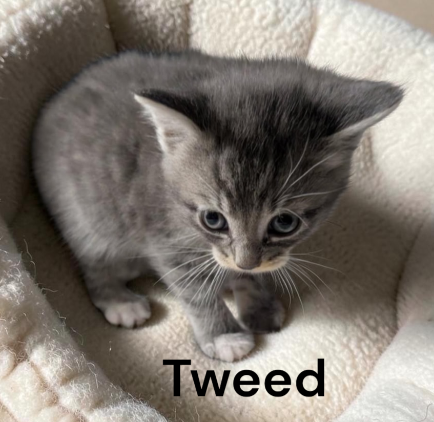 Tweed, Tabby