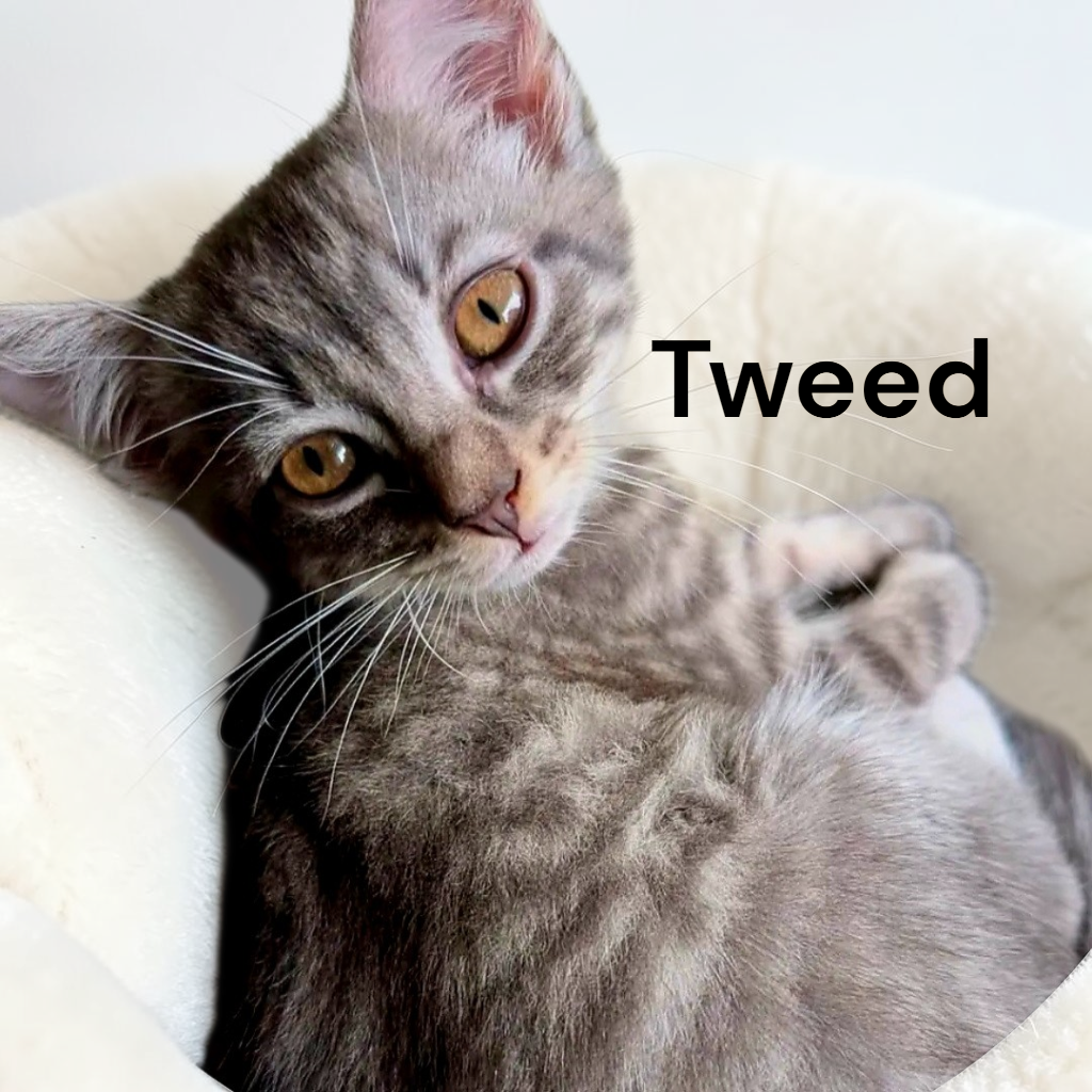 Tweed