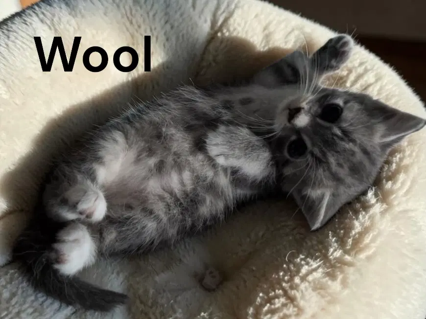 Wool - Tabby