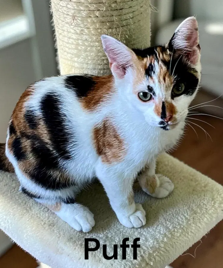 Puff - Calico