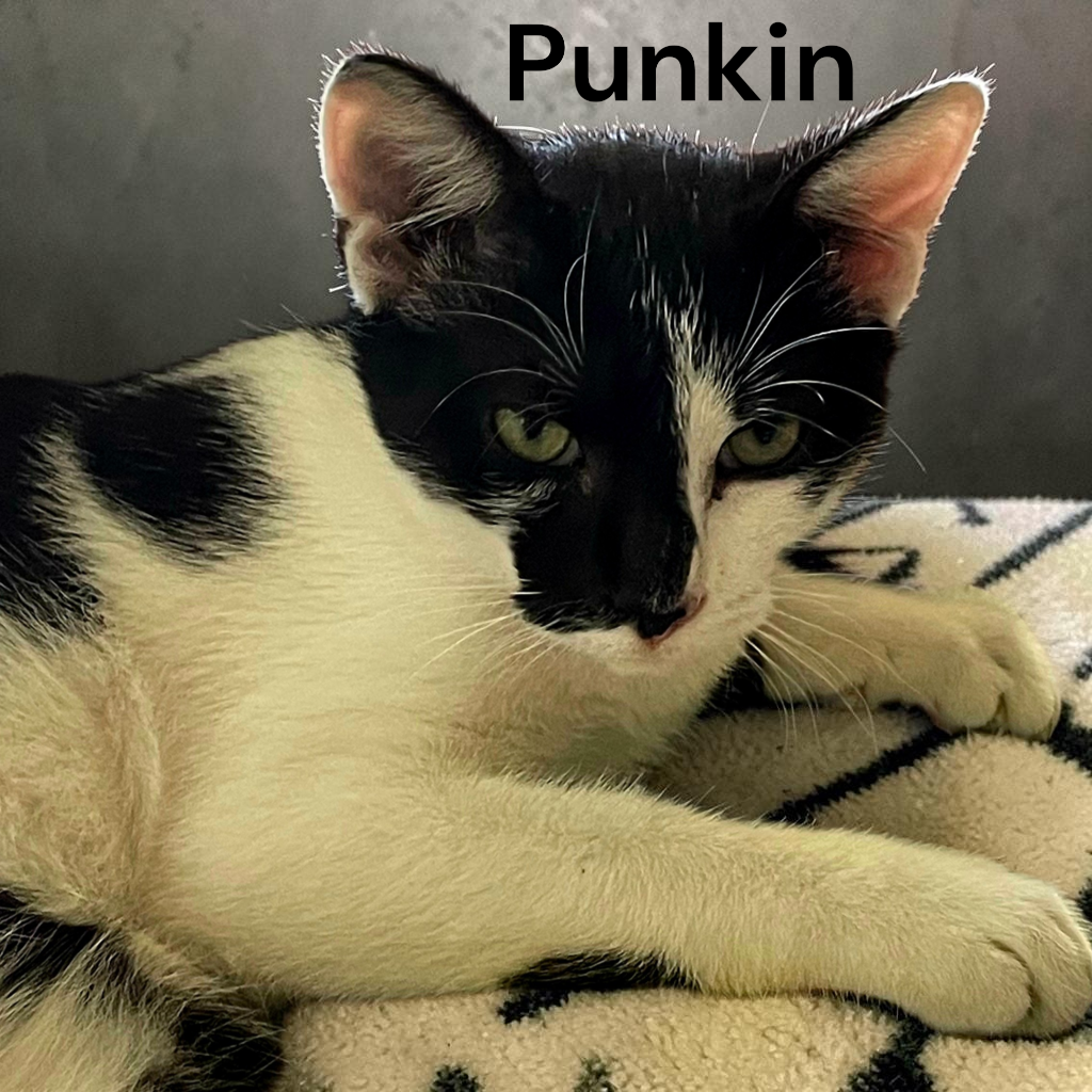 Punkin, photo 2