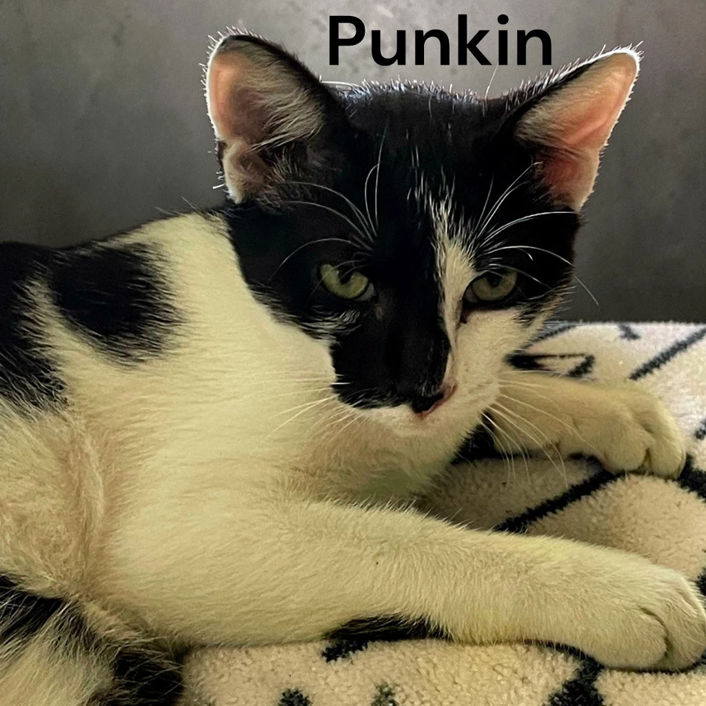 Punkin