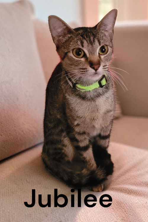 Jubilee, a cat for adoption from Garfield's Rescue, Inc.