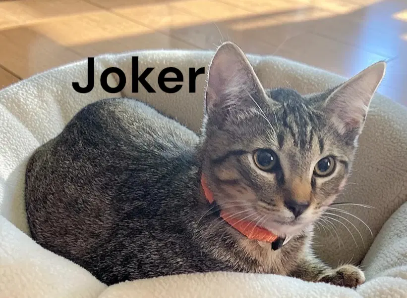 Joker - Tabby