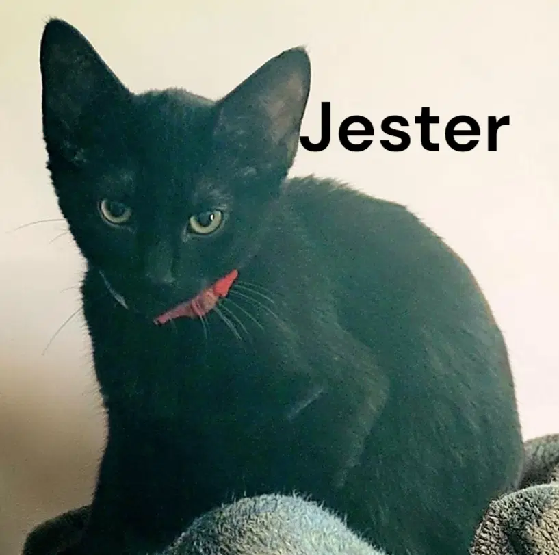 Jester - Domestic Short Hair