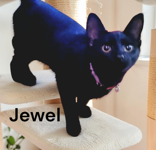 Jewel, a cat for adoption from Garfield's Rescue, Inc.