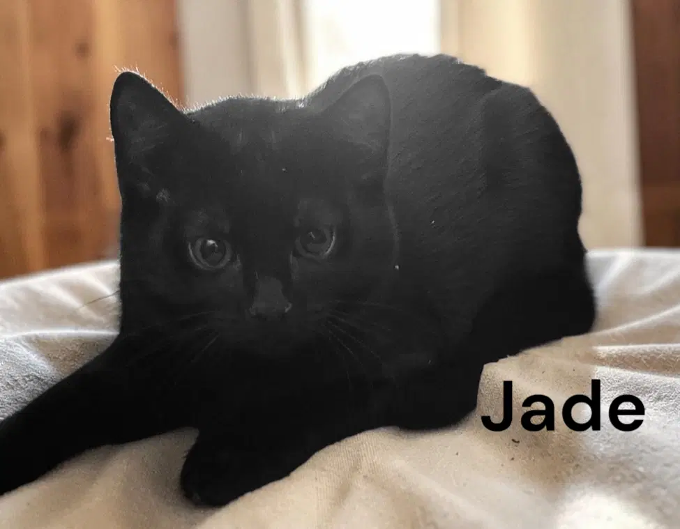 Jade - Domestic Short Hair