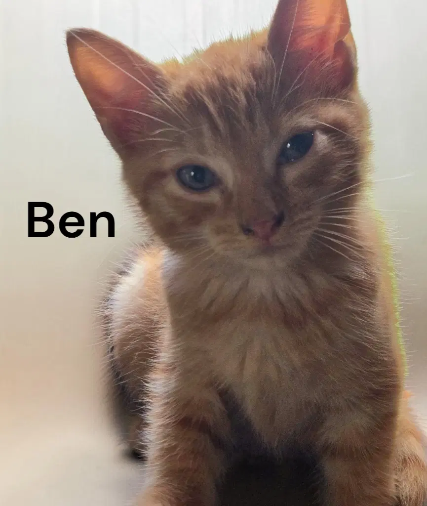 Ben - Tabby