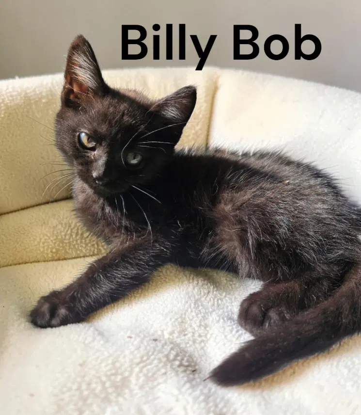 Billy Bob - Domestic Short Hair