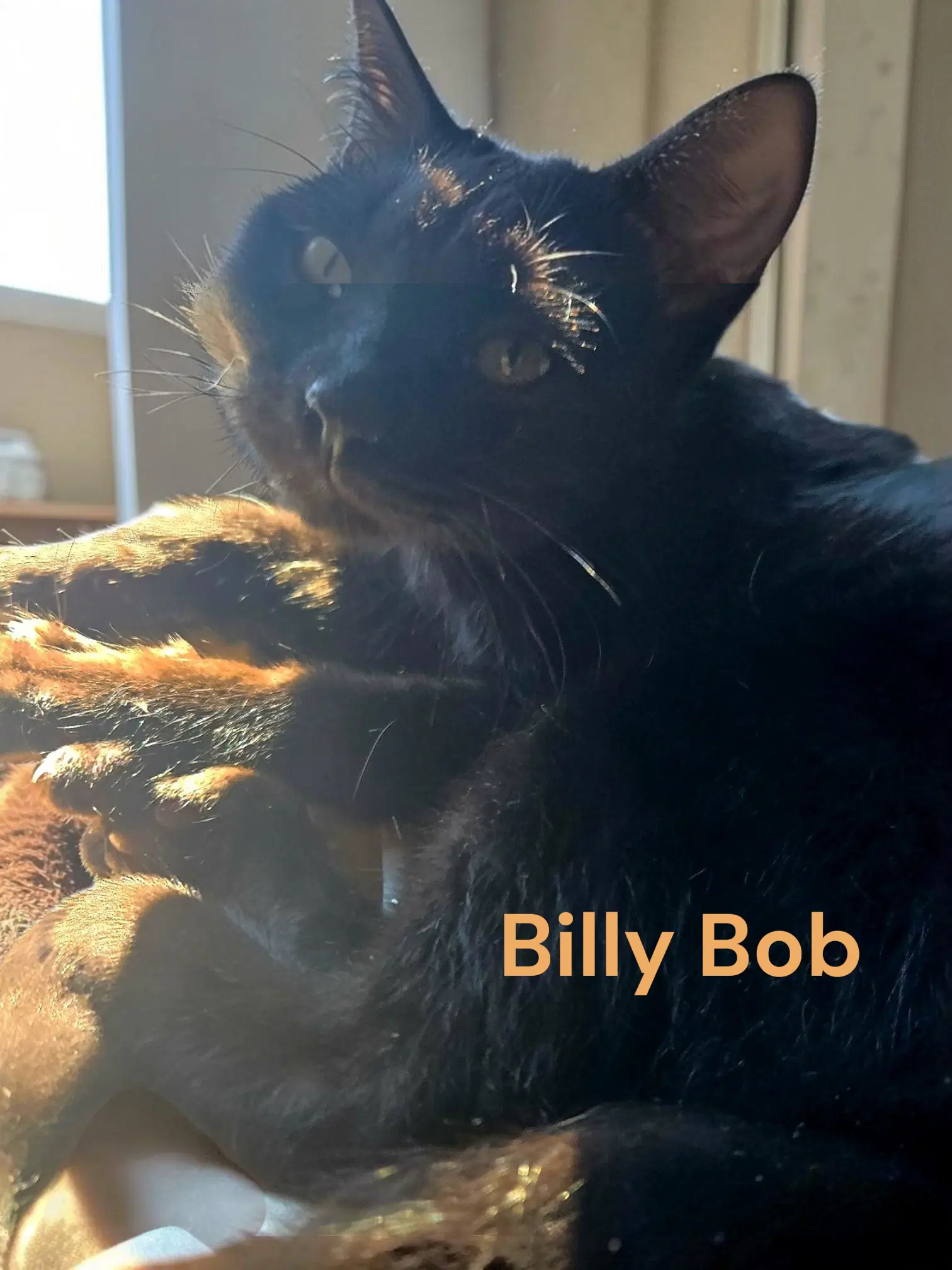 Billy Bob - Domestic Short Hair