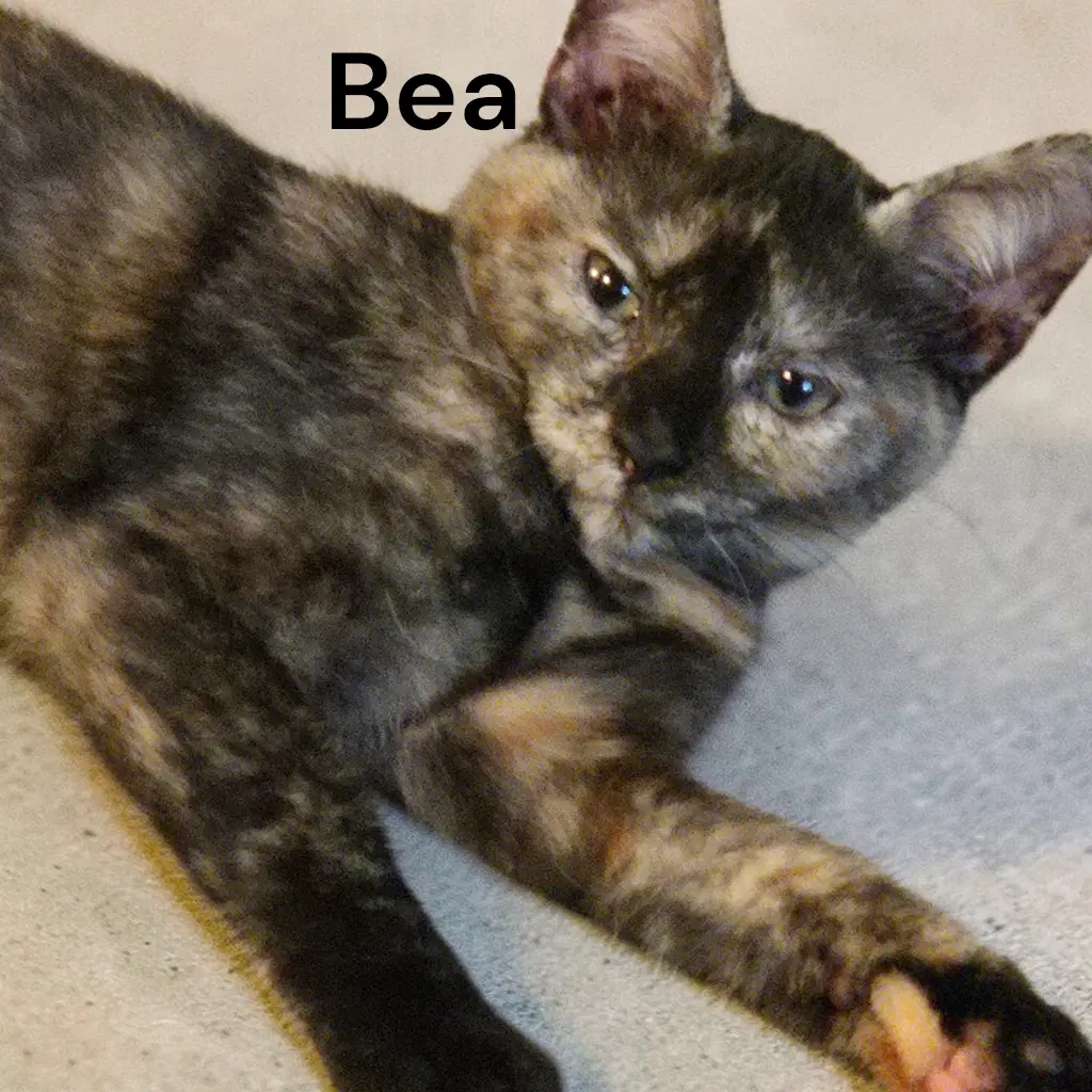 Bea - Tortoiseshell
