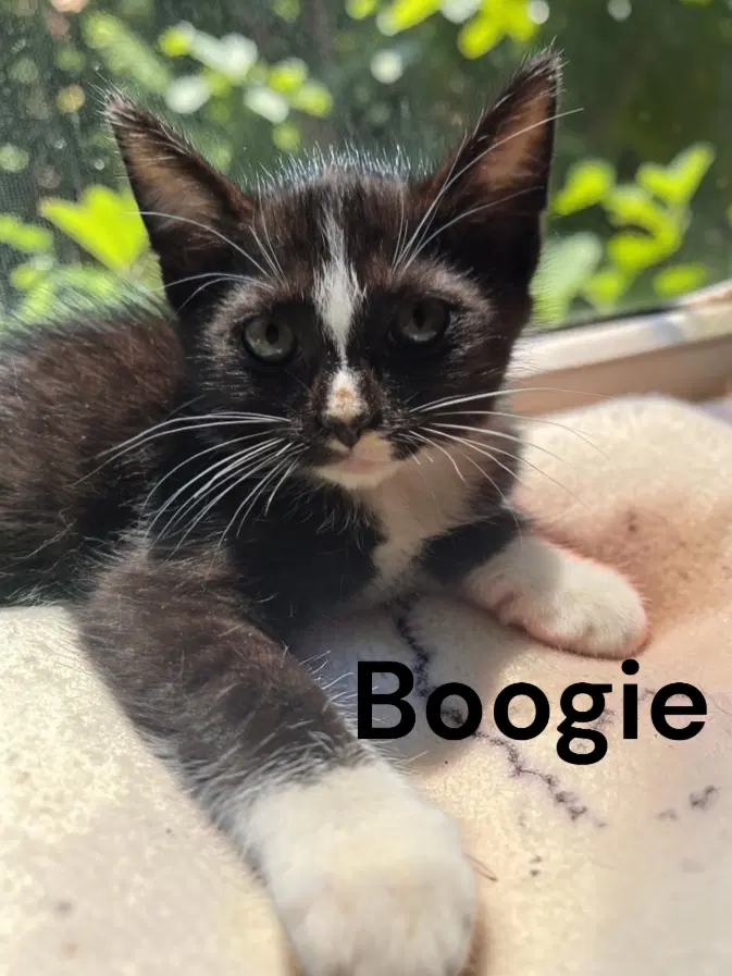 Boogie - Tuxedo