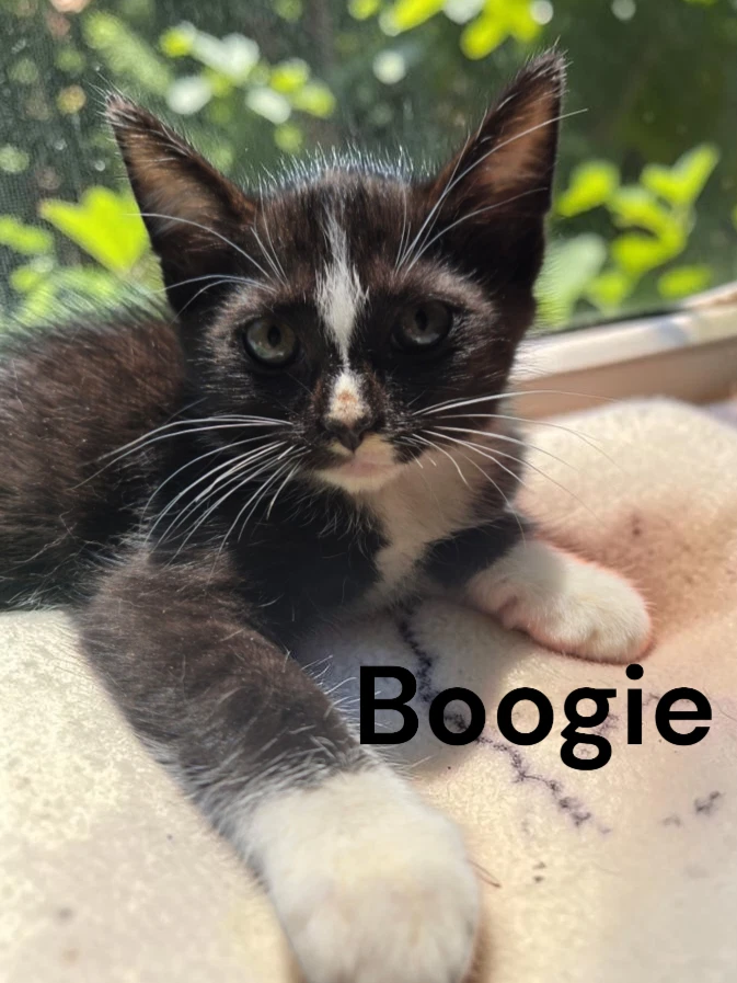 Boogie